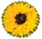 Extra Large Tissue 20 Inch Paper Sunflower  Pom Pom - PaperLanternStore.com - Paper Lanterns, Decor, Party Lights & More