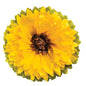 Giant Tissue 24 Inch Paper Sunflower  Pom Pom - PaperLanternStore.com - Paper Lanterns, Decor, Party Lights & More