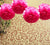EZ-Fluff 12" Fuchsia Tissue Paper Pom Poms Flowers Balls, Decorations (4 PACK) - AsianImportStore.com - B2B Wholesale Lighting and Decor
