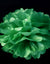 EZ-Fluff 12" Dark Green Tissue Paper Pom Poms Flowers Balls, Decorations (4 PACK) - AsianImportStore.com - B2B Wholesale Lighting and Decor