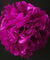 EZ-Fluff 12" Fuchsia Tissue Paper Pom Poms Flowers Balls, Decorations (4 PACK) - AsianImportStore.com - B2B Wholesale Lighting and Decor