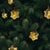 6 Pack | 1.5-Inch Gold Imogen Mercury Glass Star Ornaments Christmas Tree Decoration - AsianImportStore.com - B2B Wholesale Lighting & Décor since 2002.