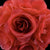 BLOWOUT (24 PACK) 6" Roseate / Pink Coral Rose Flower Pomander Small Wedding Kissing Ball for Weddings and Decoration