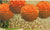 EZ-Fluff 8" Orange Tissue Paper Pom Pom Flowers, Hanging Decorations (4 PACK) - AsianImportStore.com - B2B Wholesale Lighting and Decor