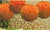 EZ-Fluff 8" Orange Tissue Paper Pom Pom Flowers, Hanging Decorations (4 PACK) - AsianImportStore.com - B2B Wholesale Lighting and Decor
