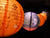 10/12" Halloween COMBO Kit Assorted Paper Lantern String Light Party Decoration (31 FT, EXPANDABLE, Black Cord) - AsianImportStore.com - B2B Wholesale Lighting and Decor