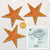 3-PACK + Cord | Orange Dahlia 24" Illuminated Paper Star Lanterns and Lamp Cord Hanging Decorations - AsianImportStore.com - B2B Wholesale Lighting and Decor