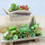 Realistic Succulents Plant in 6" Wooden Garden Box - Table Centerpiece - AsianImportStore.com - B2B Wholesale Lighting and Decor