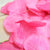 Fuchsia / Hot Pink Silk Rose Petals Confetti for Weddings in Bulk (50 PACK) - AsianImportStore.com - B2B Wholesale Lighting and Décor